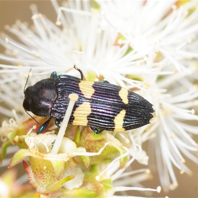 Castiarina bifasciata (Jewel beetle) at Boolijah, NSW - 10 Nov 2025 by Harrisi