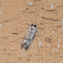 Philobota lysizona (A concealer moth) at Conder, ACT - 17 Oct 2025 by MichaelBedingfield