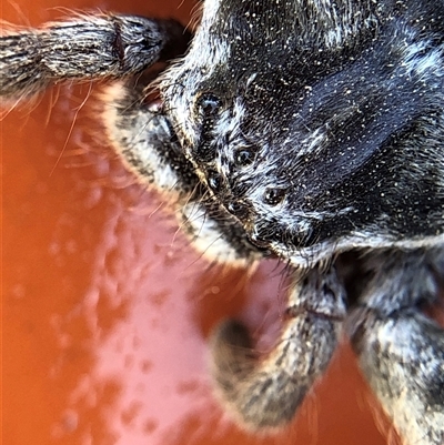 Holconia insignis at Crowther, NSW - 11 Nov 2025 by Frecko