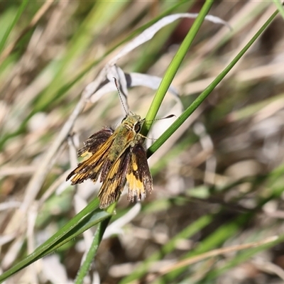Ocybadistes walkeri (Green Grass-dart) at Lyons, ACT - 12 Nov 2025 by ran452