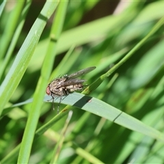 Muscidae (family) (Unidentified muscid fly) at Lyons, ACT - 12 Nov 2025 by ran452