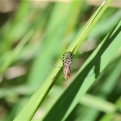 Sapromyza mallochiana (A lauxaniid fly) at Lyons, ACT - 12 Nov 2025 by ran452