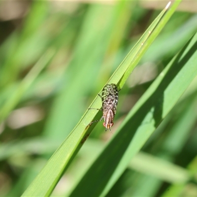 Sapromyza mallochiana (A lauxaniid fly) at Lyons, ACT - 12 Nov 2025 by ran452