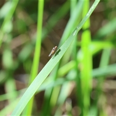 Ephydridae (family) at Lyons, ACT - 12 Nov 2025 by ran452