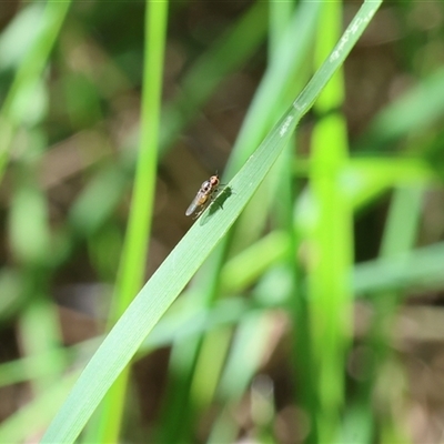 Ephydridae (family) at Lyons, ACT - 12 Nov 2025 by ran452