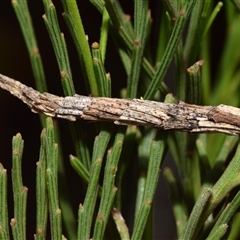 Lepidoscia (genus) near arctiella (A Case moth (Psychidae) at Jerrabomberra, NSW - 11 Nov 2025 by DianneClarke