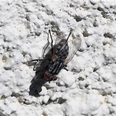 Sarcophagidae (family) (Unidentified flesh fly) at Lyons, ACT - 12 Nov 2025 by ran452