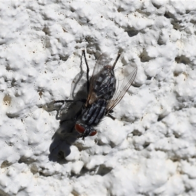 Sarcophagidae (family) (Unidentified flesh fly) at Lyons, ACT - 12 Nov 2025 by ran452
