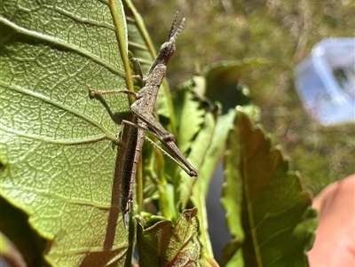Keyacris scurra (Key's Matchstick Grasshopper) by Acacia