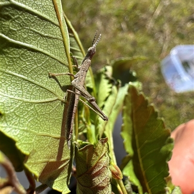 Keyacris scurra (Key's Matchstick Grasshopper) at  - suppressed by Acacia