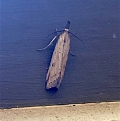 Faveria tritalis (Couchgrass Webworm) at Higgins, ACT - 12 Nov 2025 by Jennybach