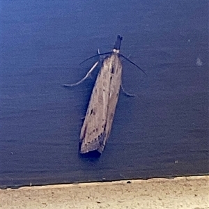 Unverified Moth (Lepidoptera) at Higgins, ACT - Today by Jennybach