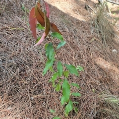 Photinia serratifolia (Chinese Photinia) at Isaacs, ACT - 12 Nov 2025 by Mike