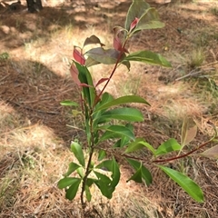 Photinia serratifolia at Isaacs, ACT - 12 Nov 2025 by Mike