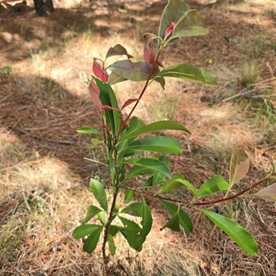 Photinia serratifolia at Isaacs, ACT - 12 Nov 2025 by Mike