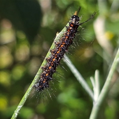 Nyctemera amicus (Senecio Moth, Magpie Moth, Cineraria Moth) at Isaacs, ACT - 12 Nov 2025 by Mike