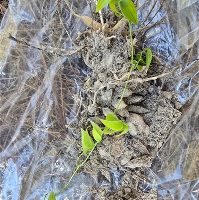Asparagus asparagoides (Bridal Creeper, Florist's Smilax) at Isaacs, ACT - 12 Nov 2025 by Mike