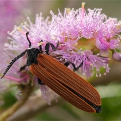 Porrostoma rhipidium (Long-nosed Lycid (Net-winged) beetle) at Downer, ACT - 12 Nov 2025 by RobertD