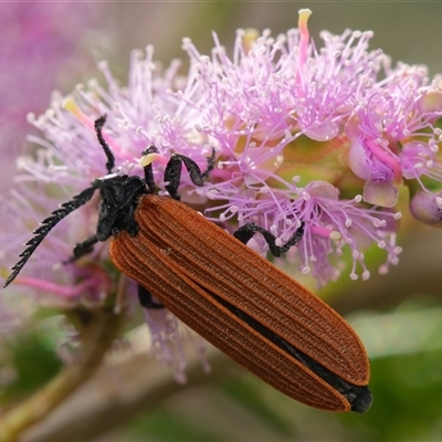 Porrostoma rhipidium (Long-nosed Lycid (Net-winged) beetle) at Downer, ACT - 12 Nov 2025 by RobertD
