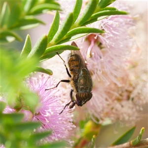 Stomorhina sp. (genus) at Downer, ACT - Yesterday by RobertD