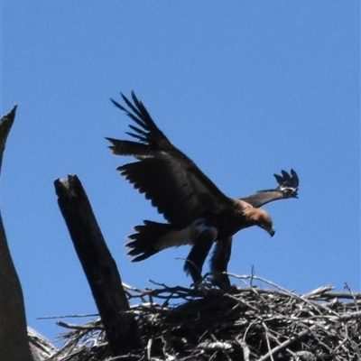 Aquila audax (Wedge-tailed Eagle) at Denman Prospect, ACT - 12 Nov 2025 by jmcleod
