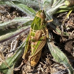 Perunga ochracea (Perunga grasshopper, Cross-dressing Grasshopper) at Macgregor, ACT - 12 Nov 2025 by SteveBorkowskis
