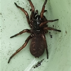 Stanwellia sp. (genus) (Trapdoor Spider) by ClaireGardner