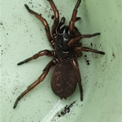 Stanwellia sp. (genus) (Trapdoor Spider) at  - suppressed by ClaireGardner