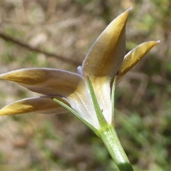 Wahlenbergia luteola (Yellowish Bluebell) at Symonston, ACT - 12 Nov 2025 by Dibble