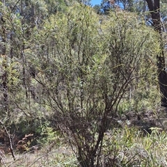 Cassytha melantha (Coarse Dodder-Laurel) by Dron