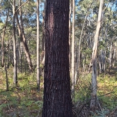 Unverified Plant by Dron