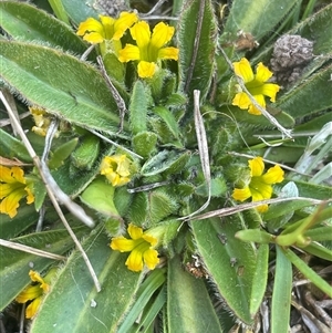 Goodenia montana at Krawarree, NSW - Yesterday by JaneR