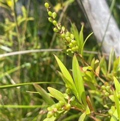 Leucopogon affinis (Lance Beard-heath) at Krawarree, NSW - 12 Nov 2025 by JaneR