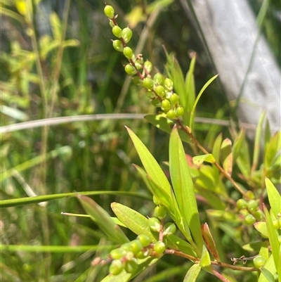 Leucopogon affinis (Lance Beard-heath) at Krawarree, NSW - 12 Nov 2025 by JaneR