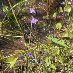 Utricularia dichotoma (Fairy Aprons, Purple Bladderwort) at Krawarree, NSW - 12 Nov 2025 by JaneR