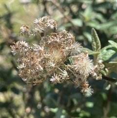 Olearia lirata (Snowy Daisybush) at Krawarree, NSW - 12 Nov 2025 by JaneR