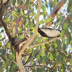 Lalage tricolor by LineMarie