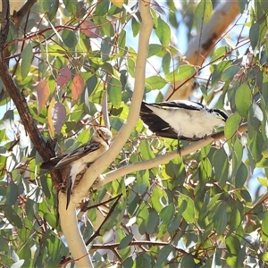 Lalage tricolor by LineMarie