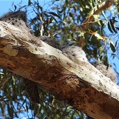 Podargus strigoides (Tawny Frogmouth) at Chapman, ACT - 12 Nov 2025 by LineMarie