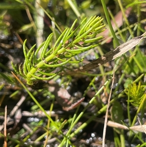 Myriophyllum simulans (Water Milfoil) at Krawarree, NSW - Yesterday by JaneR