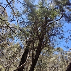 Persoonia linearis (Narrow-leaved Geebung) at Mongarlowe, NSW - 12 Nov 2025 by Dron