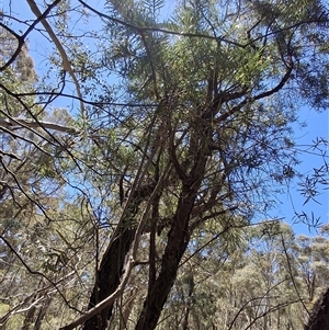 Persoonia asperula by Dron