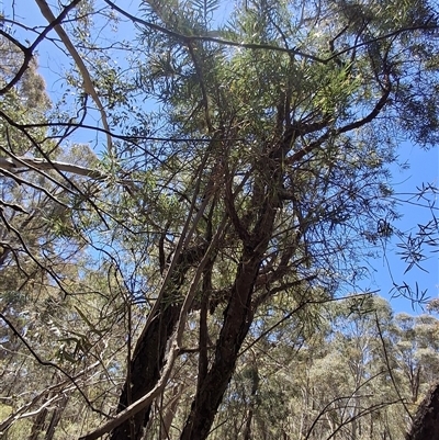 Persoonia linearis (Narrow-leaved Geebung) at Mongarlowe, NSW - 12 Nov 2025 by Dron