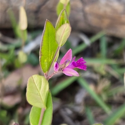 Polygala japonica (Dwarf Milkwort) at Yass River, NSW - 12 Nov 2025 by SenexRugosus