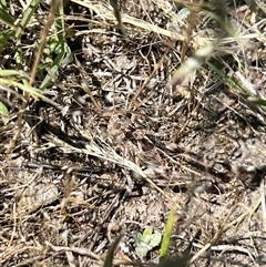 Perunga ochracea (Perunga grasshopper, Cross-dressing Grasshopper) at Throsby, ACT - 12 Nov 2025 by RangerRiley