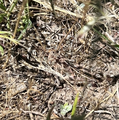 Perunga ochracea (Perunga grasshopper, Cross-dressing Grasshopper) at Throsby, ACT - 12 Nov 2025 by RangerRiley