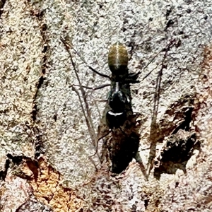 Camponotus aeneopilosus (A Golden-tailed sugar ant) at Bruce, ACT - Yesterday by KMcCue