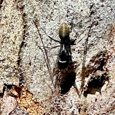 Camponotus aeneopilosus (A Golden-tailed sugar ant) at Bruce, ACT - 12 Nov 2025 by KMcCue