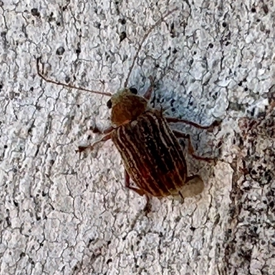 Edusella lineata (Leaf beetle) at Bruce, ACT - 12 Nov 2025 by KMcCue
