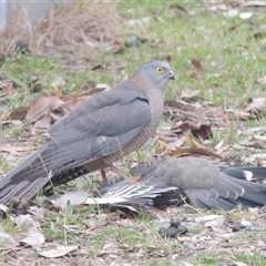 Tachyspiza cirrocephala at Conder, ACT - 30 Jul 2025 by MichaelBedingfield